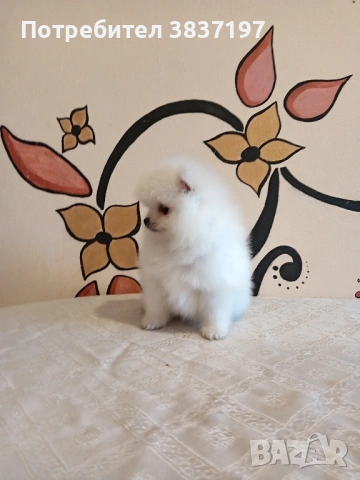 3 мъжки и 1 женско, снимка 13 - Померан - 52996319