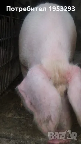 Много Спешно Прасе 300 кила българска бяла , снимка 2 - Прасета - 48460247