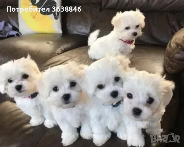 Малтийска болонка,мини