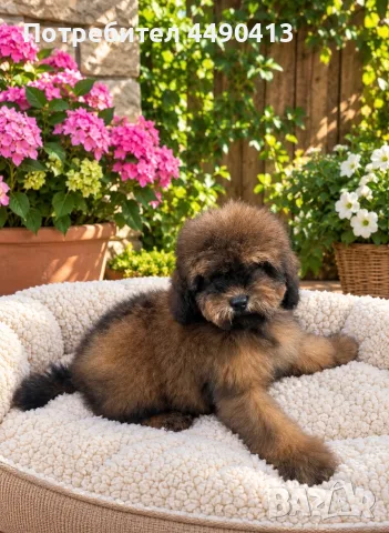 Кавапу Cavapoo F1b, снимка 5 - Пудели - 56513313