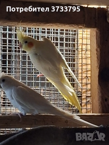 Чифт корели, снимка 4 - Папагали - 53296344