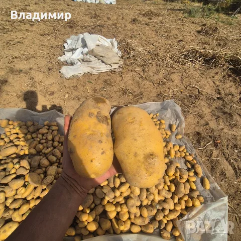 картофи  сорт Агрия , снимка 2 - Домашни продукти - 56454310