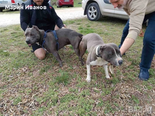 Синьо питбулче, момиче с две ваксини!!!, снимка 9 - Питбул - 52725678