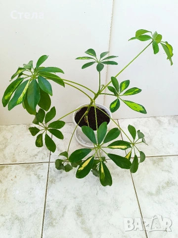 Сциндапсус, Бенджамин и други цветя , снимка 10 - Стайни растения - 45108051