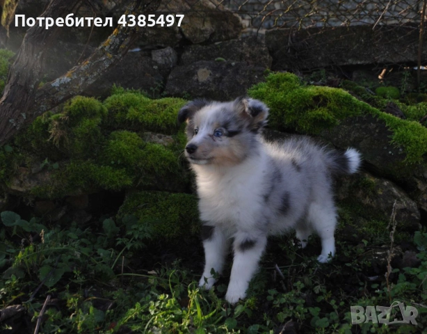 Кученца Шелти женска, снимка 3 - Други - 52802202