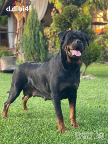 Ротвайлер, снимка 12 - Ротвайлер - 50765987