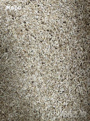 Продавам канарено семе