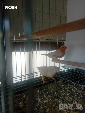 Продавам портокаловогърди зеброви амадини , снимка 2 - Амадини - 53955046