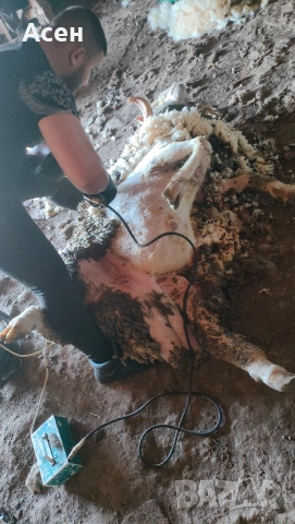 дтригсчи на овце