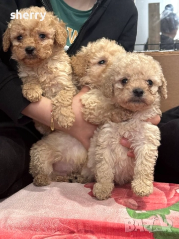 Пудел той , снимка 2 - Пудели - 52487781