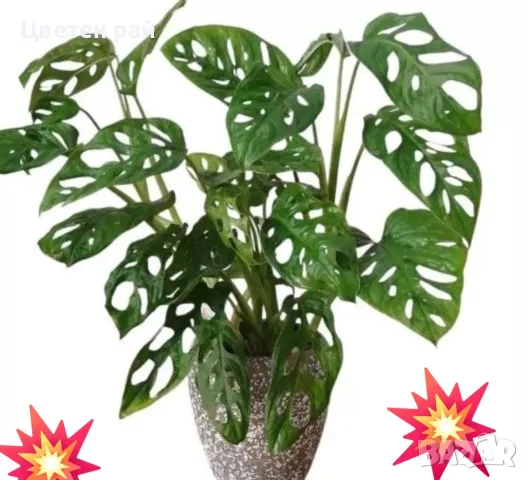 Комплект от три вида monstera, може и по отделно, снимка 3 - Стайни растения - 56123987
