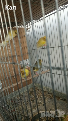 Канари Орфей, снимка 6 - Канари - 51518262
