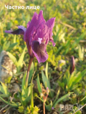 Мини ирис/джудже/перуника, снимка 5 - Разсади - 54168015