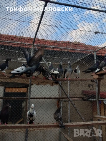 Гълъби пазарджишки високолетачи, Ловени чужди, снимка 11 - Гълъби - 47554142