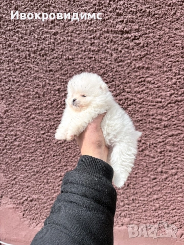 Две момичета и едно момче , снимка 5 - Померан - 53990305