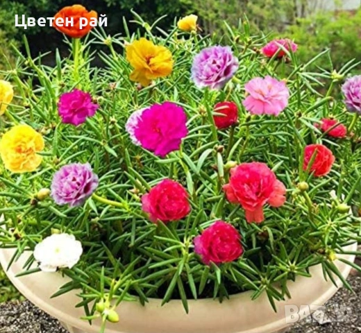 Кичесто калдаръмче 