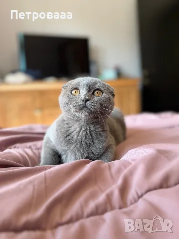 Шотландски котета , снимка 3 - Британска късокосместа - 56309300