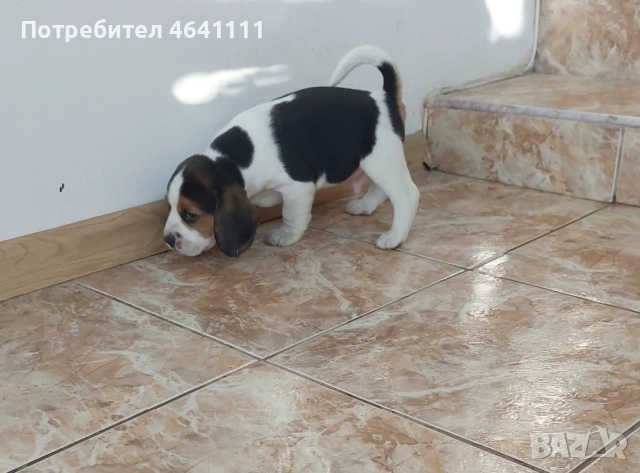 Породисти кученца , снимка 1