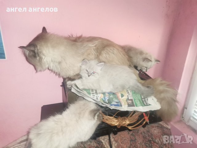 сибирски невска маскарадна на 5..6м родословие , снимка 1 - Сибирски - 36646908