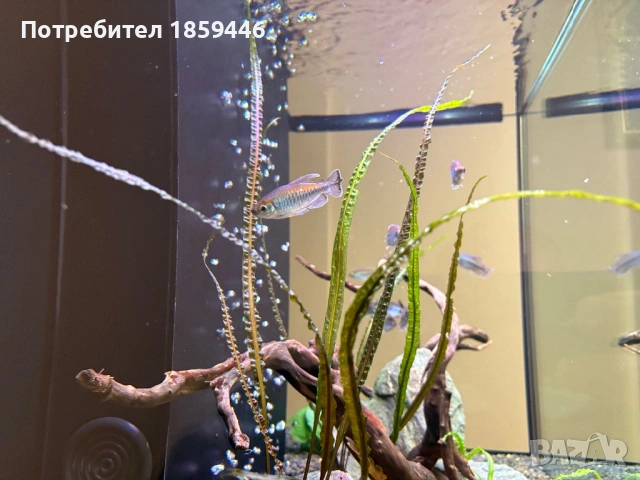 Конго тетри, снимка 3 - Рибки - 54083005