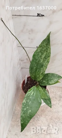 Хоя Rangsan стайно растение 