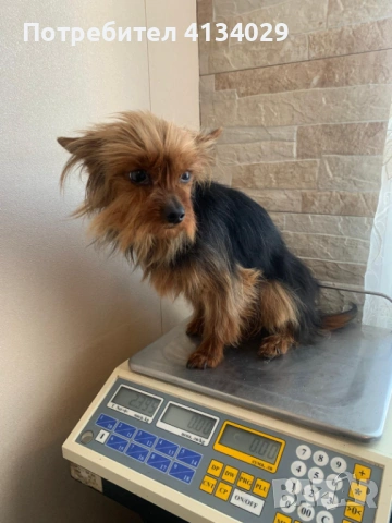 Две мини Йорки мъжки на 1 година и един стандартен мъжки, снимка 8 - Йоркширски териер - 53227851