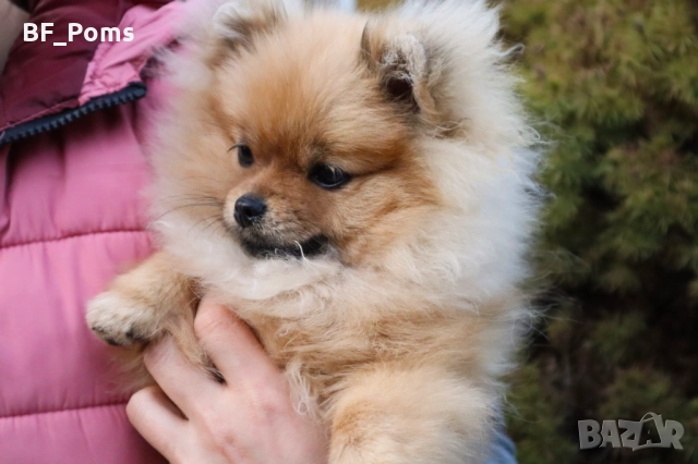 Миниатюрно момиченце померан с родословие FCI, снимка 13 - Померан - 50219721