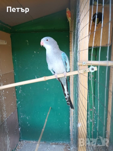 Женски принцов папагал Александрино. , снимка 2 - Папагали - 53147057