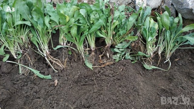 Продавам цветя Гайлардия – разсад за есенно засаждане в градината, различни цветове, снимка 15 - Разсади - 30273860