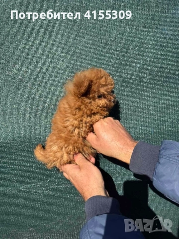 Pomapoo, снимка 4 - Пудели - 51711747