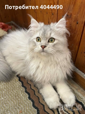 Британска дългокосместа сребърна чинчила, снимка 5 - Чинчили - 50918521