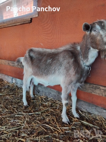продавам четири кози , снимка 9 - Кози - 54322070