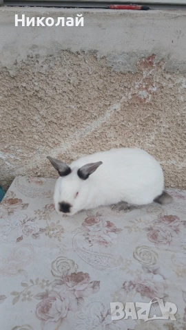 Загонена на  16.03.2026 г