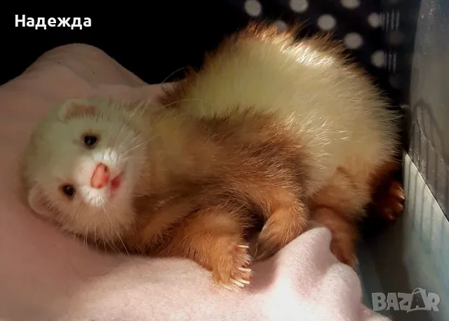 Декоративни порчета/фретки, снимка 3 - Други - 46270985