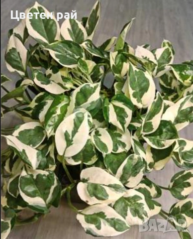 Сциндапсус в саксия 3€брой саксия 