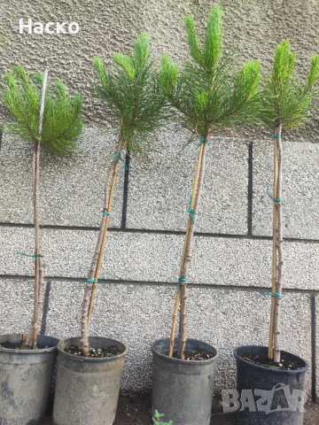 Pinus Pinea (средиземноморски бор), снимка 1