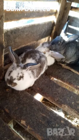 Продавам зайци заклани или живи, снимка 5 - Други животни - 48523941