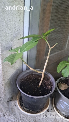 Табернемонтана (Tabernaemontana)