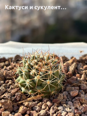 Кактуси Mammillaria Papasquiarensis, снимка 5 - Градински цветя и растения - 44320335