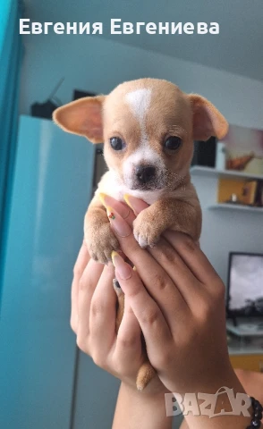 Чихуахуа. Едно много игриво ,жизнено и любвеобвилно момченце., снимка 1