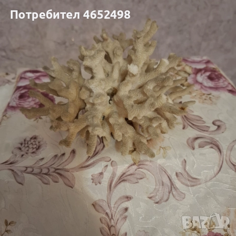 Естествен Морски Корал, снимка 2 - Декорация за дома - 52677785