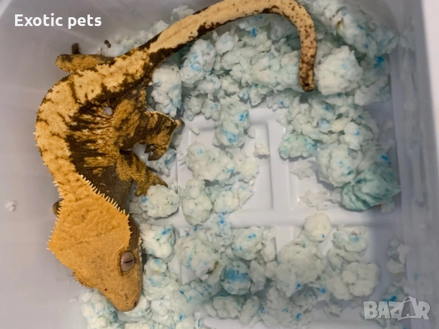 Ресничест гекон, бананояден гекон, Rhacodactylus ciliatus, 