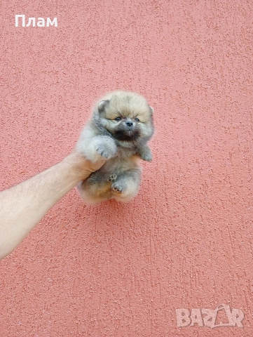 Померан. Момченце.Реални снимки от 29.04.2026 г.
