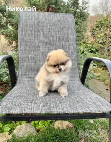 Померан мини момиче. Померанче, снимка 6 - Померан - 53043905