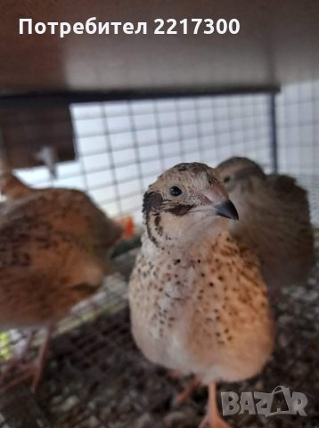 Продавам пъдпъдъци , снимка 2 - За птици - 35108880