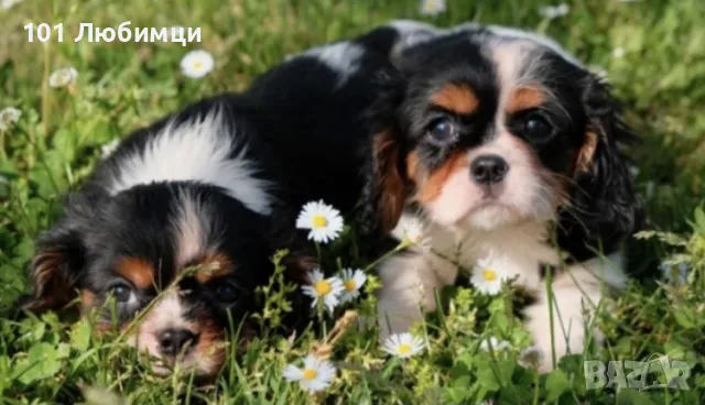 Кавалер Кинг Чарлз шпаньол , снимка 4 - Кавалер кинг чарлз шпаньол - 47450360