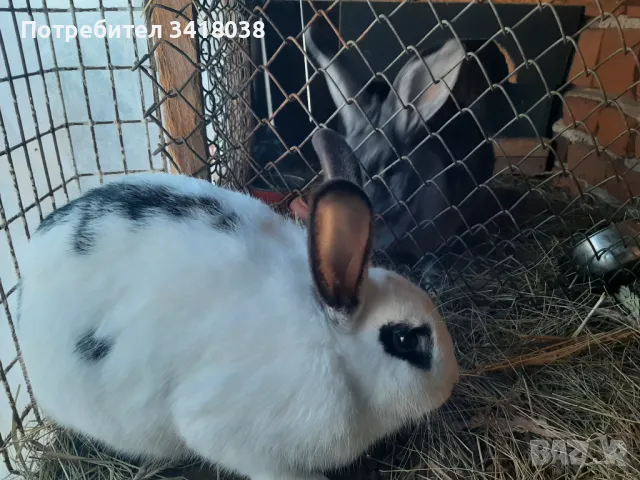 продавам зайци - различни породи и възрасти, снимка 9 - Други животни - 49253579