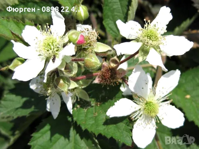 Къпина Лох Нес Без Бодли Студоустойчиви, снимка 2 - Разсади - 47597426