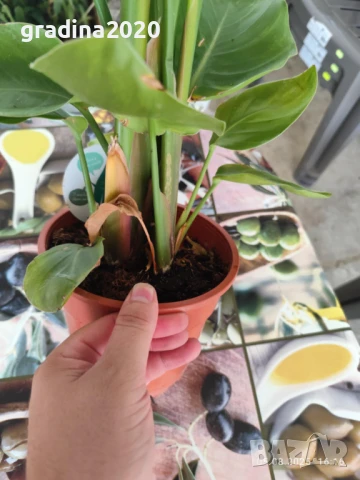 Стрелиция Налични 2 вида, снимка 12 - Разсади - 47241857