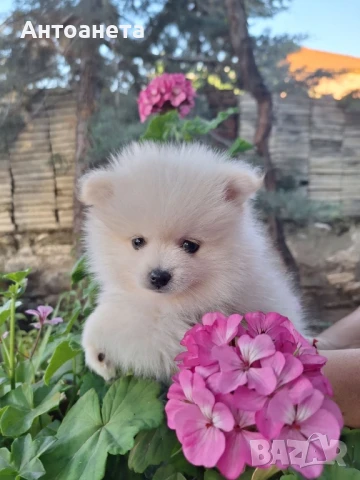 Померан-мини шпиц, снимка 12 - Померан - 50591698